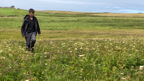 Feargal Ó Cuinneagáin walks through his species-rich meadow