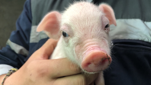 One of the 20 piglets born to a first-time mother in Co Longford