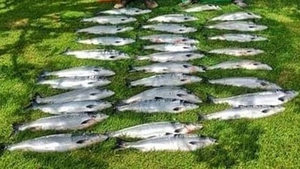 98kg of salmon was seized from a boat off the Cork coast last Monday(Photo, Inland Fisheries Ireland)