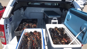 The illegally caught lobsters were seized in Rosslare