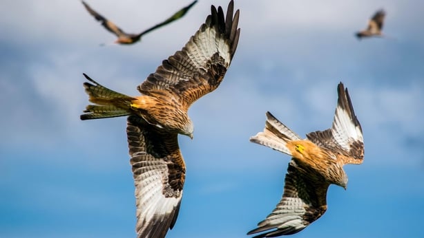 Red Kite