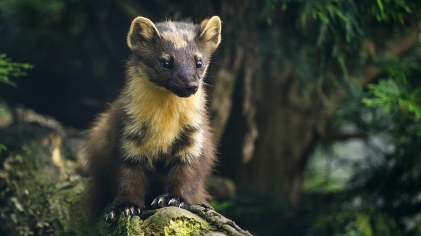 pine marten