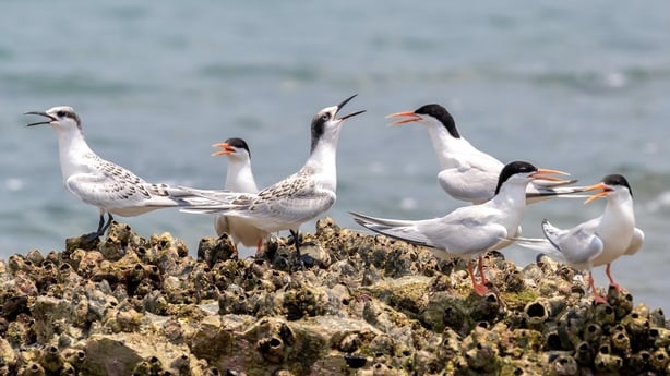 Roseate Tern