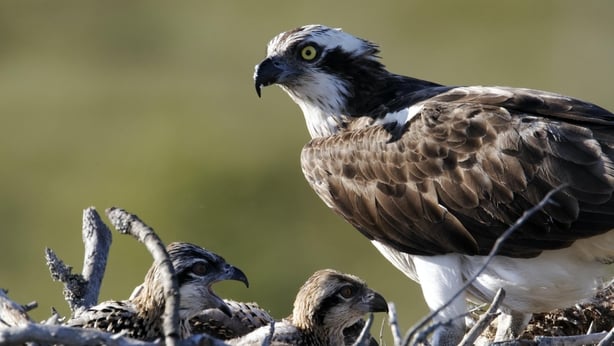osprey