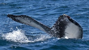 The 100th humpback whale identified in Irish waters off the coast of Kerry (Pic: Nick Massett)