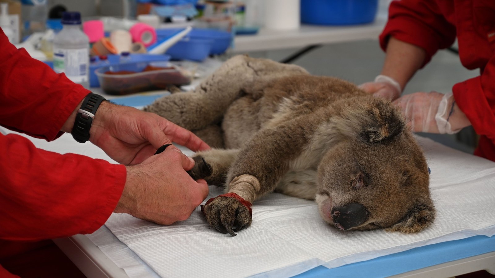 Australia bushfires affected three billion animals