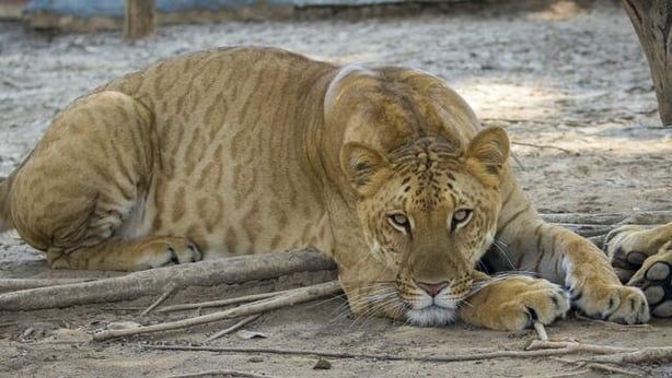 liger