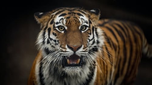 International Tiger Day: Fascinating Facts About the Biggest Wild Cats