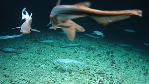 The ROV Holland 1 discovered a rare shark nursery in 2018!