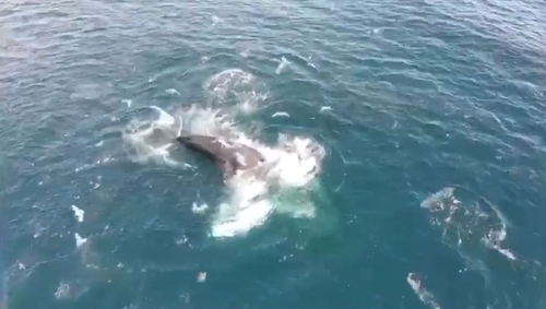 'Boomerang' the humpback whale - tagged as HBIRL3 - was first recorded in waters off west Cork in 2001 'Boomerang' the humpback whale - tagged as HBIRL3 - was first recorded in waters off west Cork in 2001