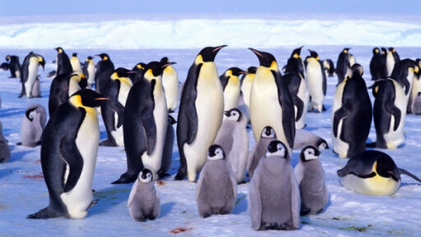 Emperor penguins are the largest penguin species, weighing up to 40kg and living for around 20 years