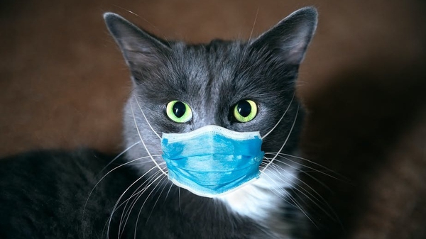 Could our domestic cat population be somehow involved in this pandemic? Photo: Viacheslav Rubel/ Shutterstock