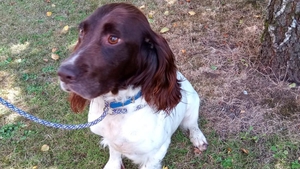 This Springer Spaniel was among the ten dogs found
