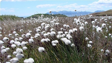 How bogs tell the story of climate change over thousands of years