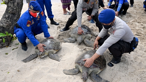 Marine officials carefully guided the giant reptiles as they thrashed their flippers in the sand Marine officials carefully guided the giant reptiles as they thrashed their flippers in the sand