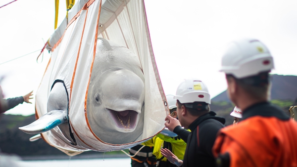 A special sling was used to transfer Little Grey from a tugboat to the care pool