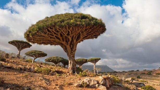 Socotra,Yemen (iStock/PA)