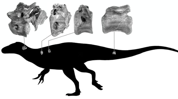 Images released by the University of Southampton showed the position of the bones on the dinosaur