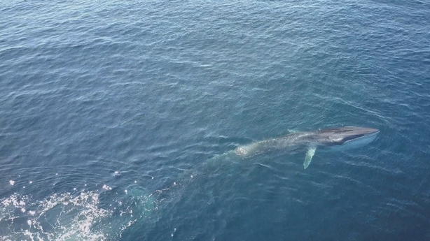 World's 2nd largest species caught on camera off Cork