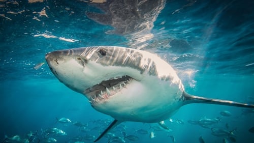 Woman attacked by shark at Shelley Beach, Port Macquarie