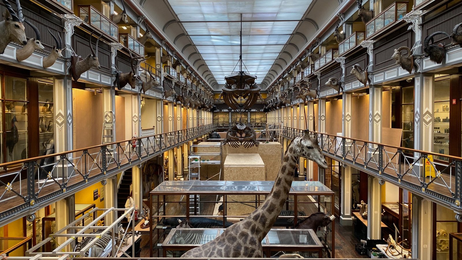 Natural History Museum Reopens After Refurbishment Work