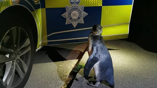 Runaway Penguin Spotted on Village High street
