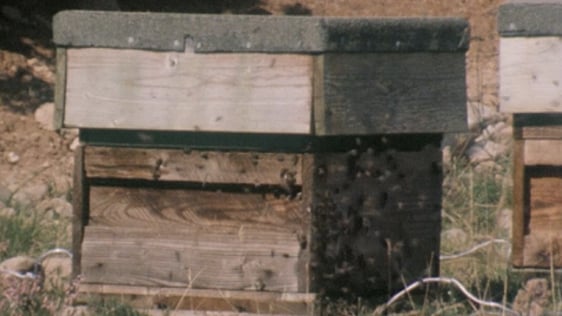 Beehive (1980)