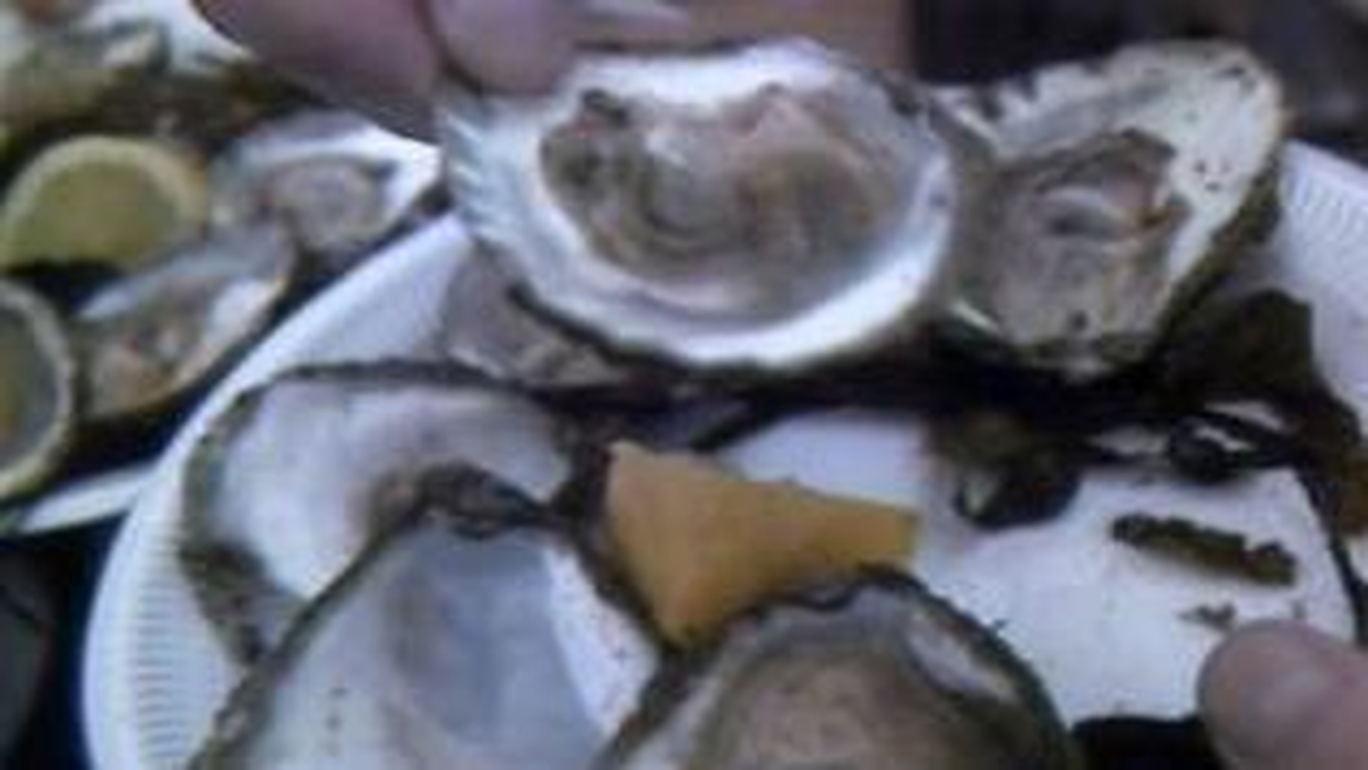 RTÉ Archives Collections Disease Hits Galway Oysters