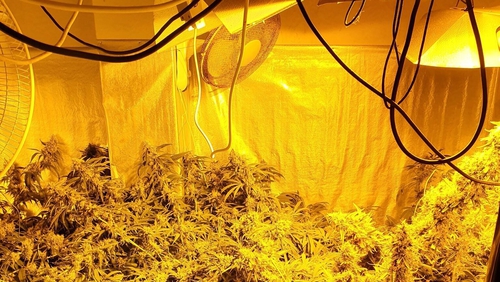 Gardaí released images of the suspected cannabis growhouse