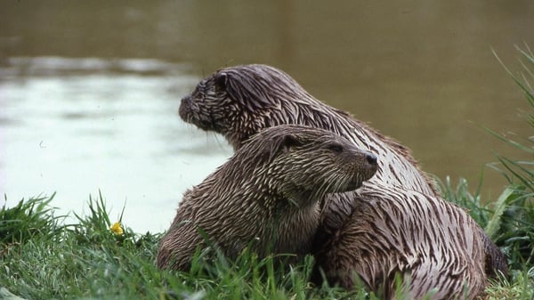 Pana otters or Dublin otters? Photo: Vincent Wildlife Trust