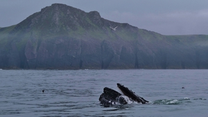 The whales have spent the last ten days within a few miles of the shore (Photos courtesy of Nick Massett, IWDG)