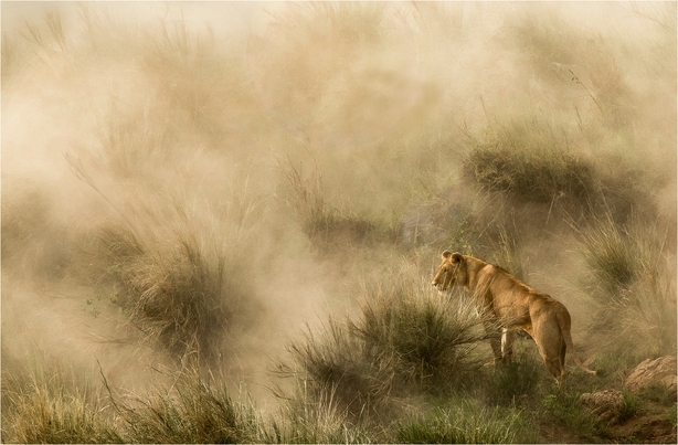A lioness hunts in a dust storm in Kenya