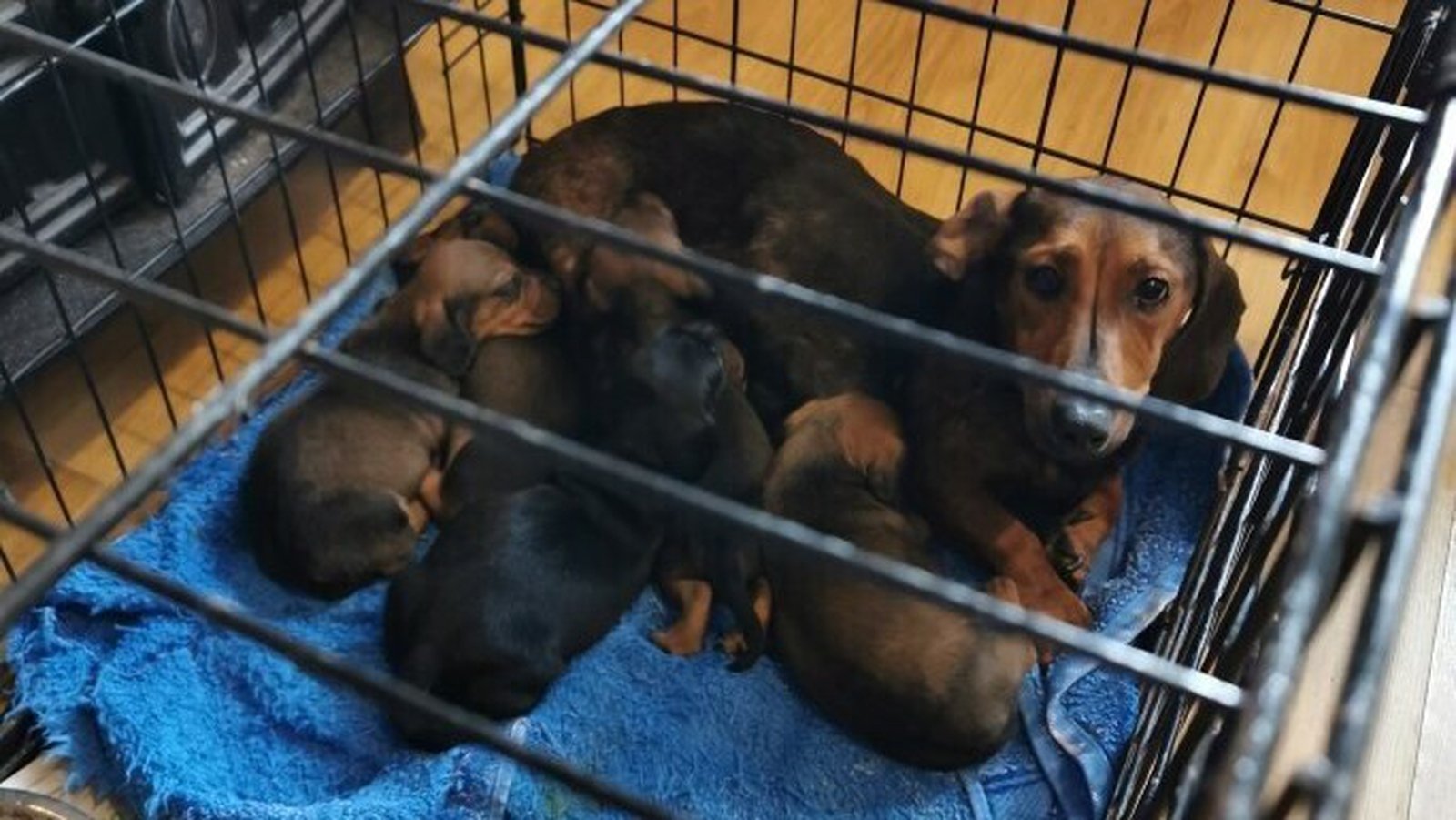 32 dogs believed to be stolen seized by gardaí