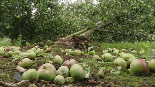 It is the worst time for apple trees to be caught up in a storm, as they are heavy with fruit and susceptible to wind damage