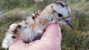 Curlews are one of Northern Ireland's most endangered species, having declined by 85% since 1985 (Pics: Lough Neagh Partnership)