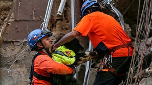 The sniffer dog detected scent under the rubble