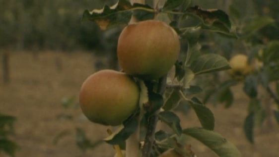 Apples, Co. Waterford (1980)