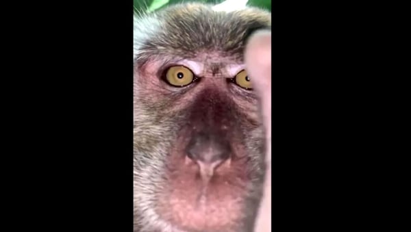 Footage shared on social media shows a monkey staring at the camera before attempting to put it in its mouth (Photos: @Zackrydz)