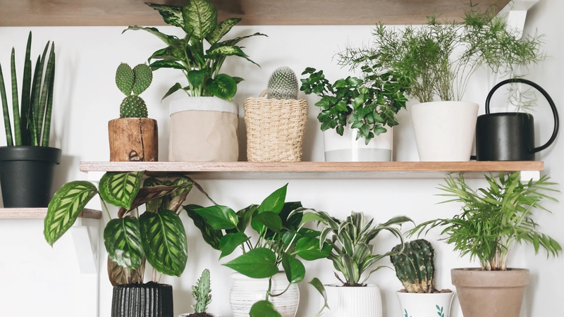 Houseplant expert Claire Bishop offers a step-by-step guide on how to boost your houseplants by repotting them.