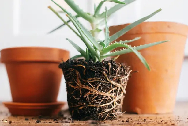 Overcrowded roots in plants