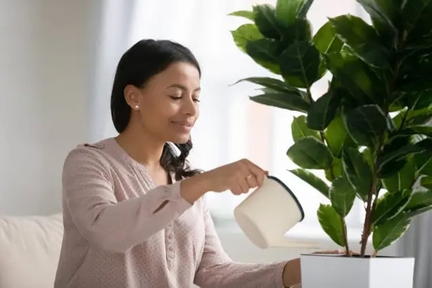 Water your newly repotted plant (iStock/PA)