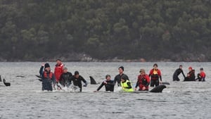 Marine rescue teams attempt to help save hundreds of pilot whales stranded on a sand bar