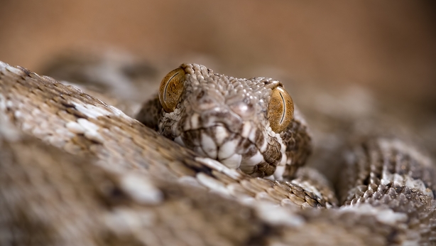 The saw-scaled viper up close
