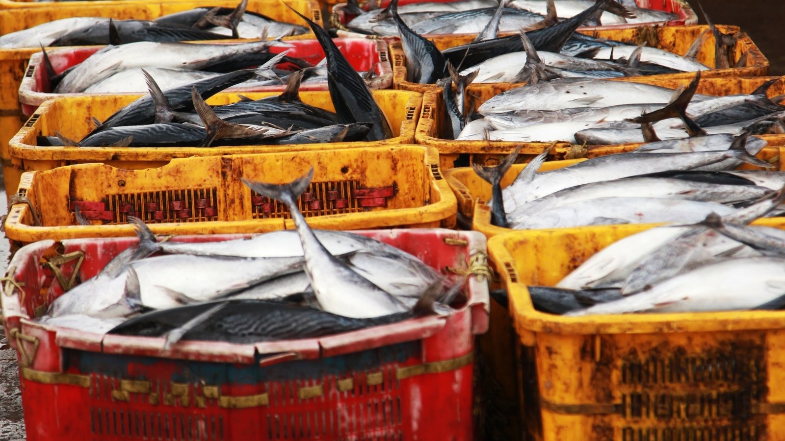 Fisheries Authority Overpaid Staff By €861,000