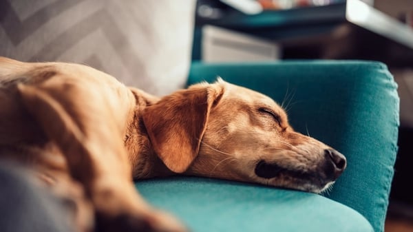 Having a dog or cat often means lots of their hair all over your floors and furniture. Lisa Salmon suggests 10 quick ways to remove it.