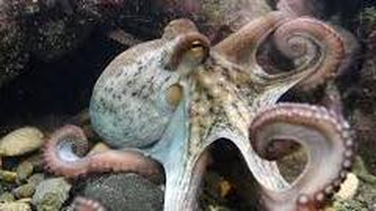Naturefile - Octopuses Naturefile - Octopuses