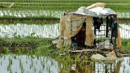 An Indonesian boy sits inside a cage, where he has been locked up in the middle of rice fields for 7 years by his parents because he suffers from mental illness