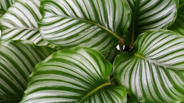 Big, green leaves can be super calming (iStock/PA)
