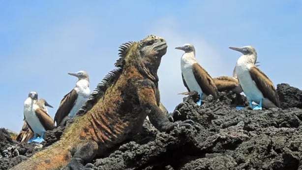 Galapagos