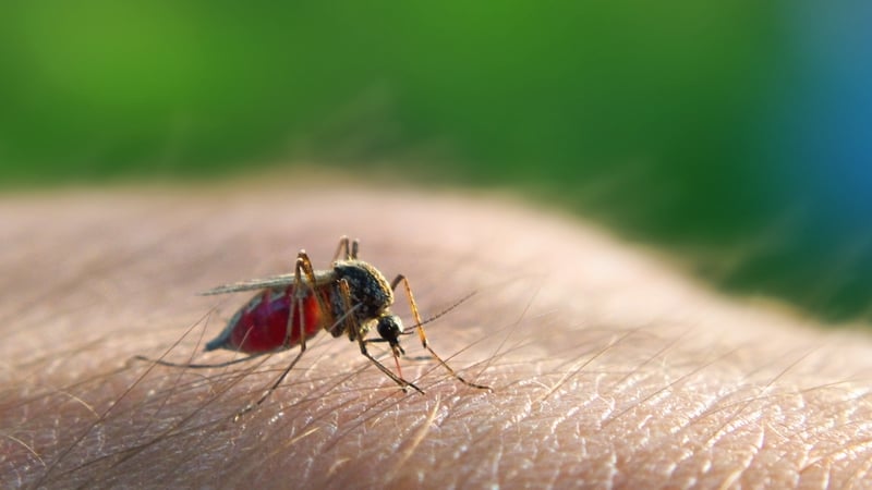 Scientists learn why human blood attracts mosquitoes